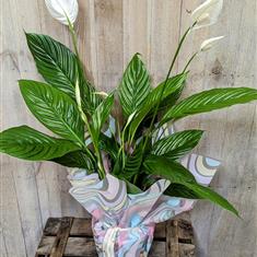Giant Peace Lily 