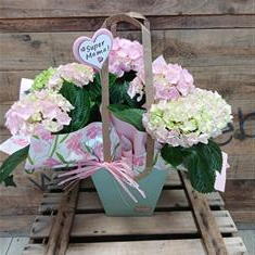 Hydrangea Gift Bag 