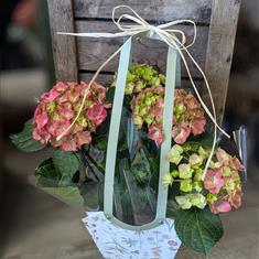 Hydrangea in Gift Bag 
