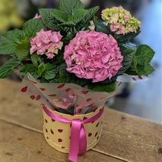 Hydrangea in ladybird hatbox 