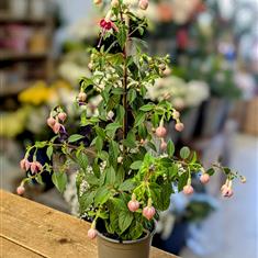 Fuchsia plant 
