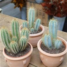 Cactus in terracotta pot