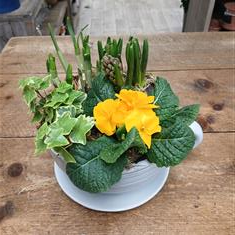 Spring Sunshine in a Mug